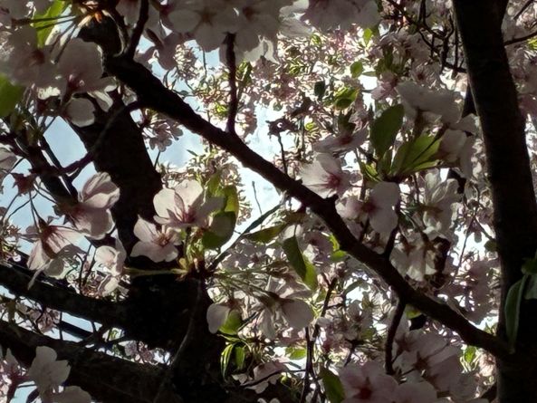 kenwood cherry 1.jpg